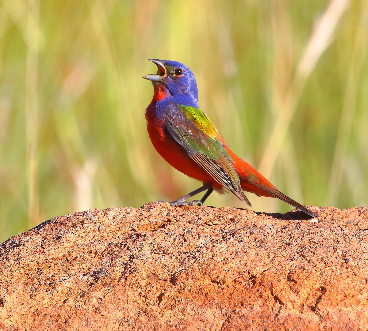 Painted Bunting - ML621302276