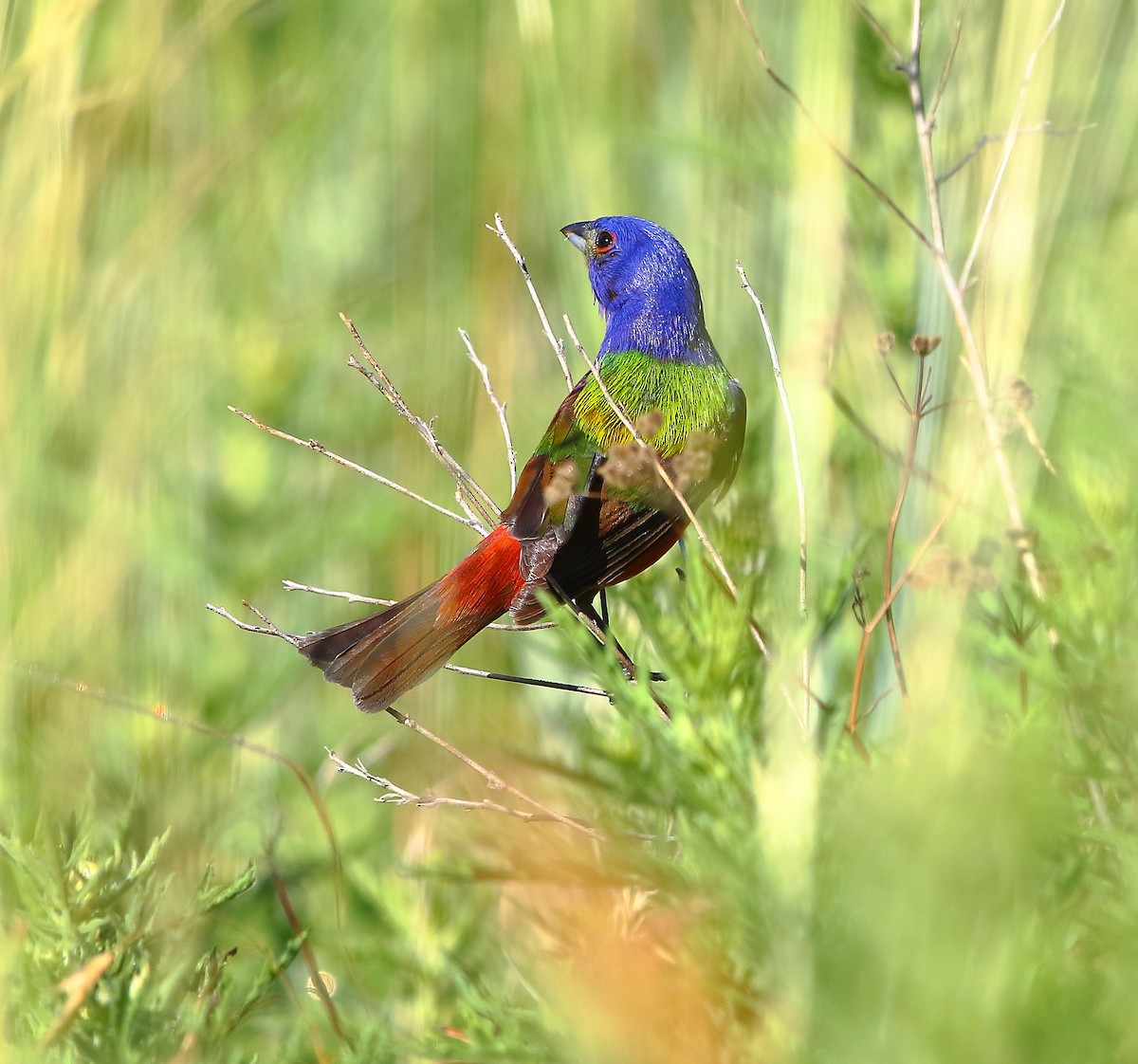 Painted Bunting - ML621302281