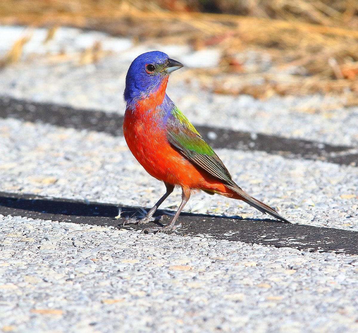 Painted Bunting - ML621302285