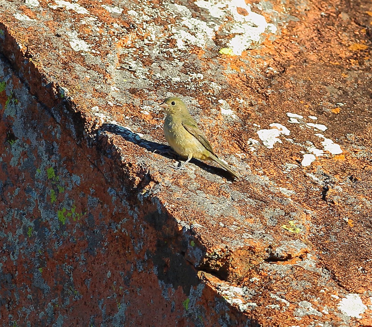 Painted Bunting - ML621302294