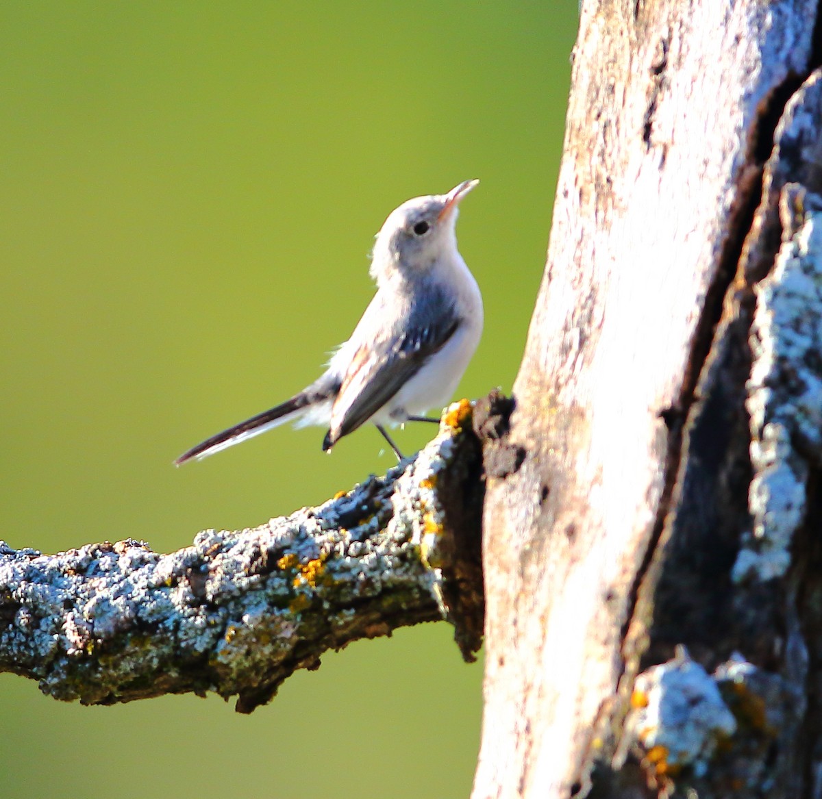 Blue-gray Gnatcatcher - ML621302307