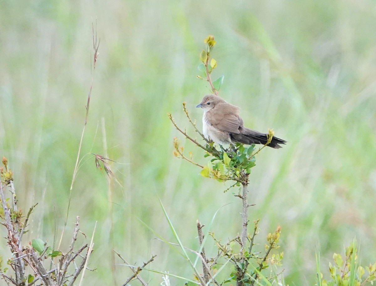 Fan-tailed Grassbird - ML621302371