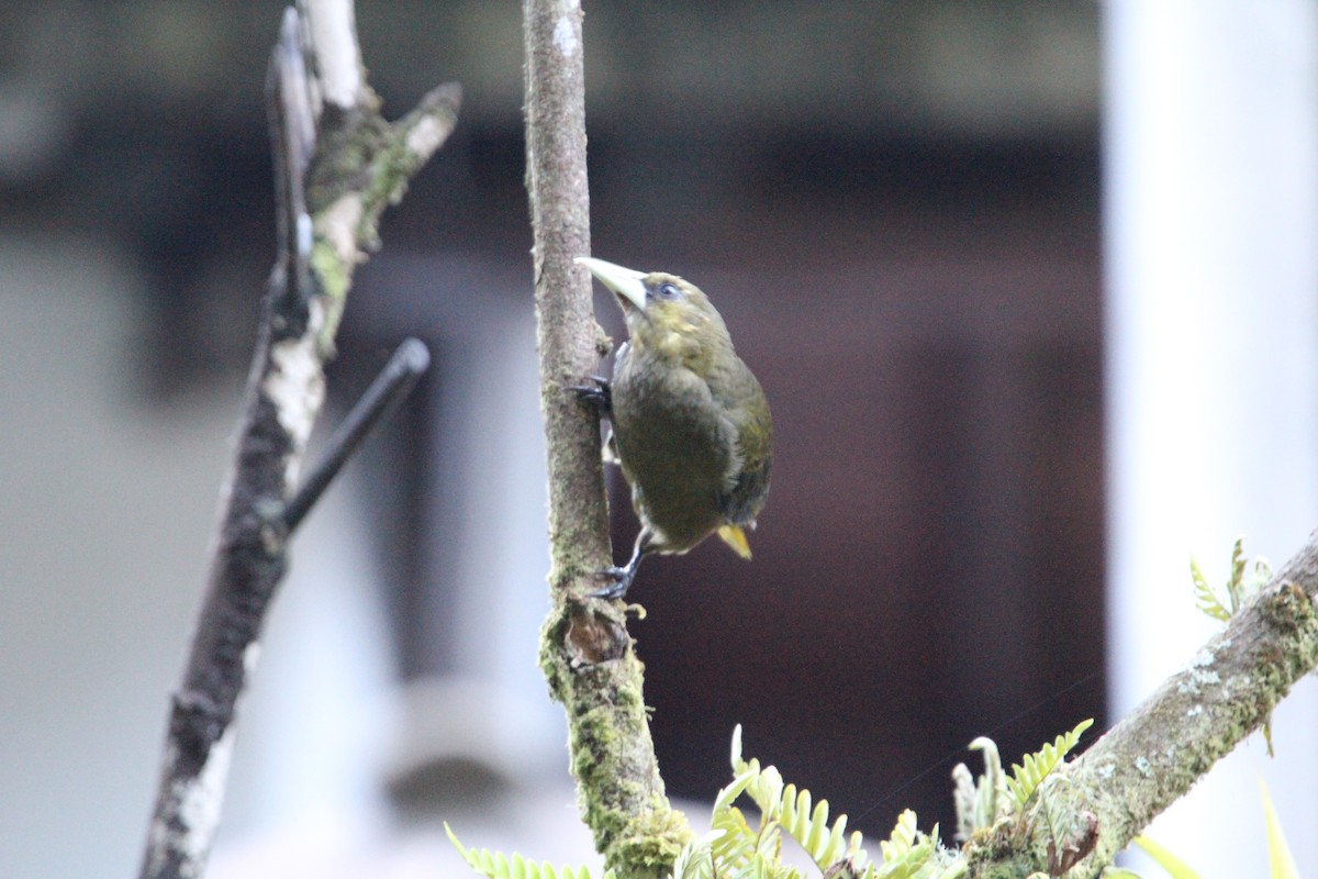 Dusky-green Oropendola - Robert Gowan