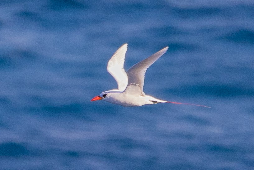 Red-tailed Tropicbird - ML621302470