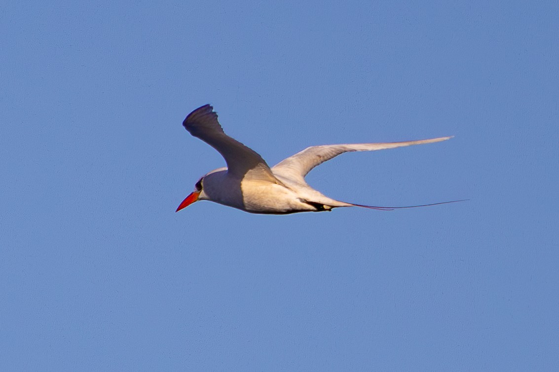Red-tailed Tropicbird - ML621302471