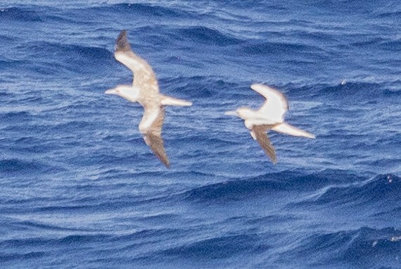 Red-footed Booby - ML621302481