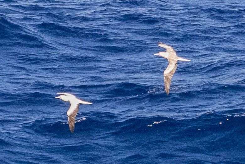 Red-footed Booby - ML621302482