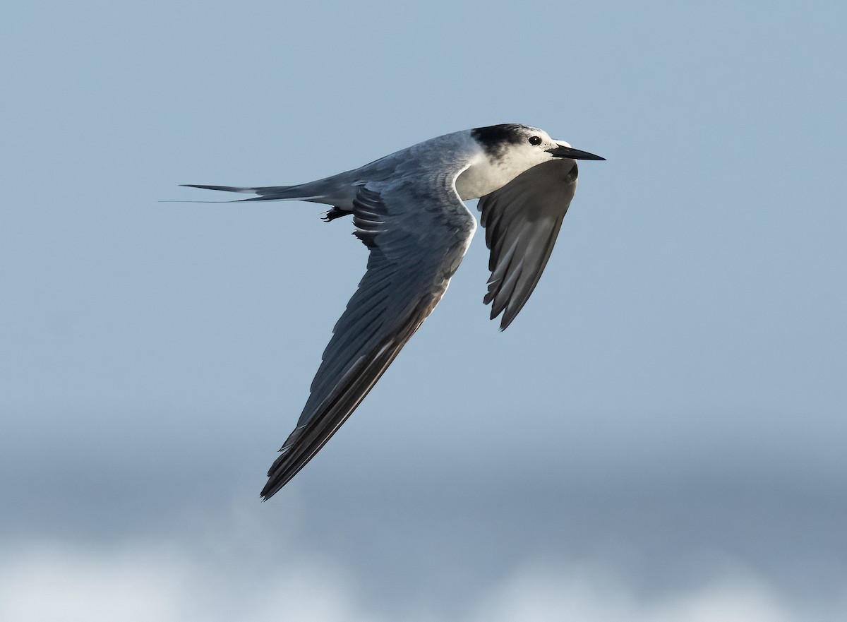 Gray-backed Tern - Nicholas Pino