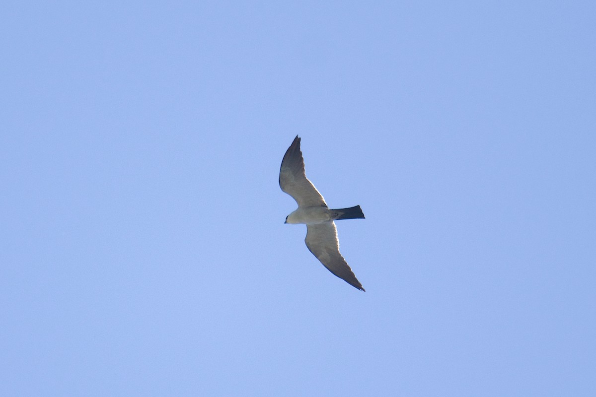 Mississippi Kite - ML621302592