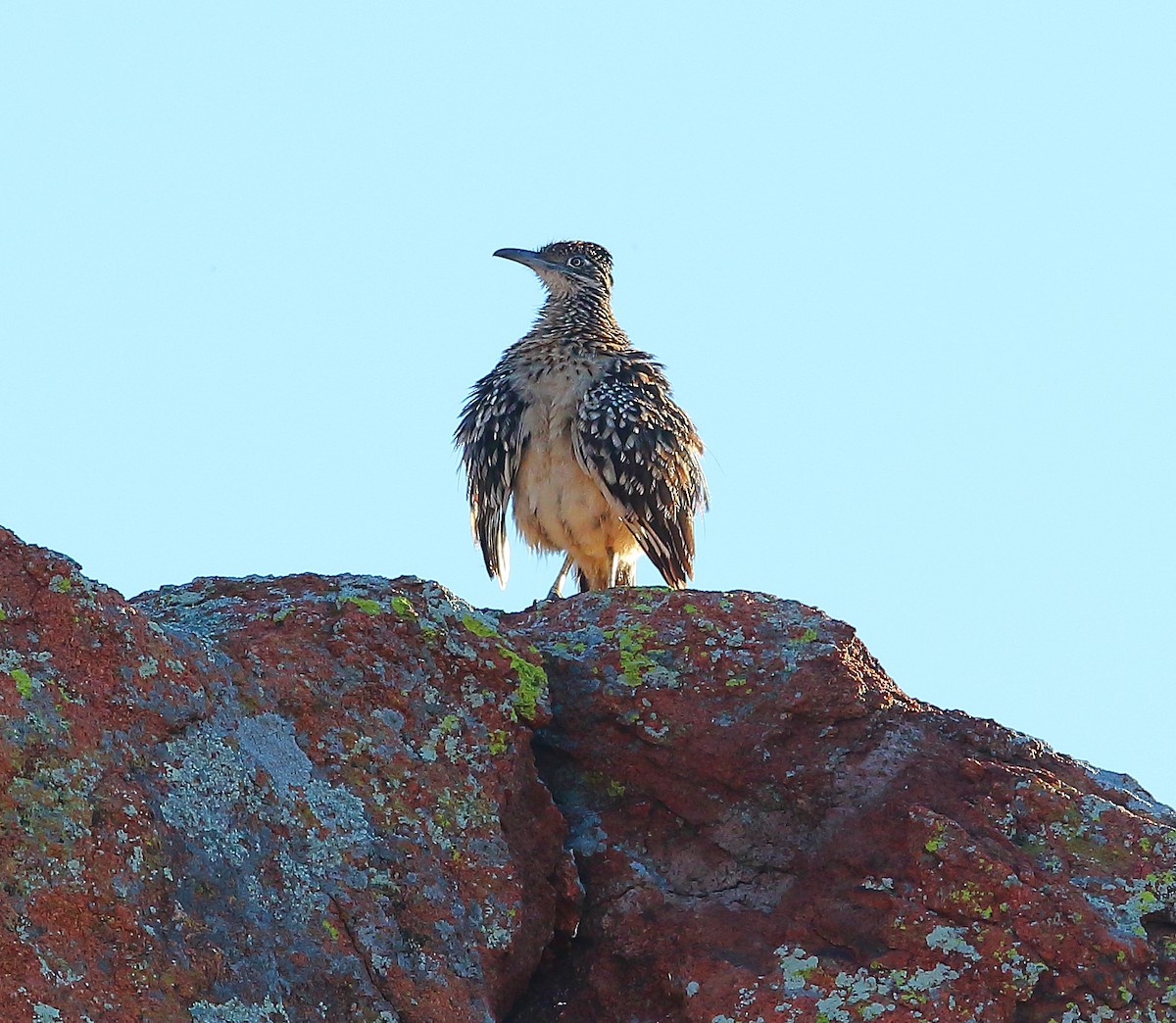 Greater Roadrunner - ML621302594