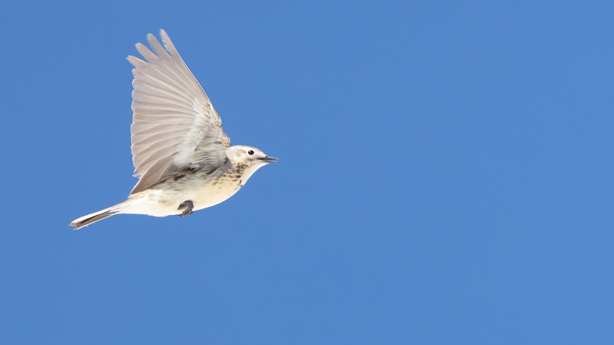 Pipit d'Amérique - ML621302661