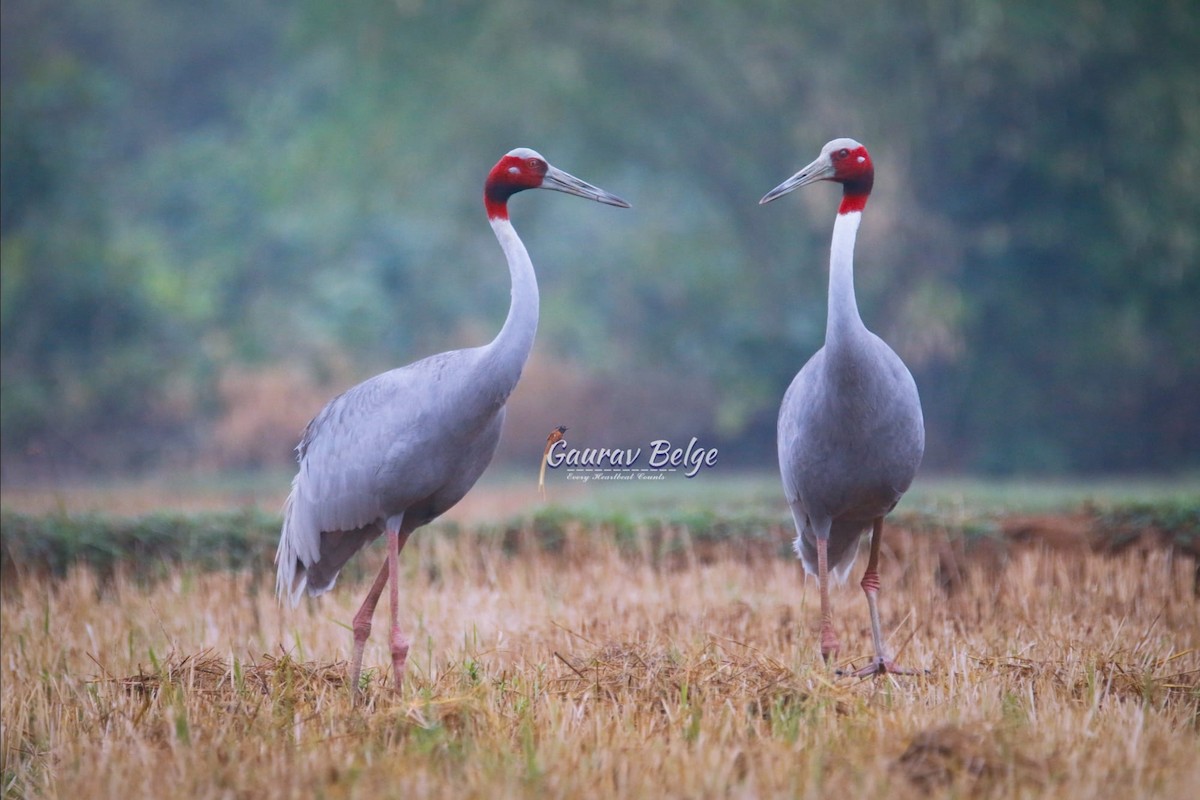 Sarus Crane - ML621302666