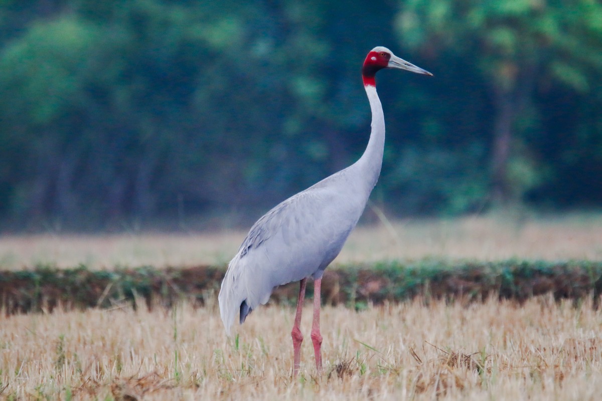 Sarus Crane - ML621302667