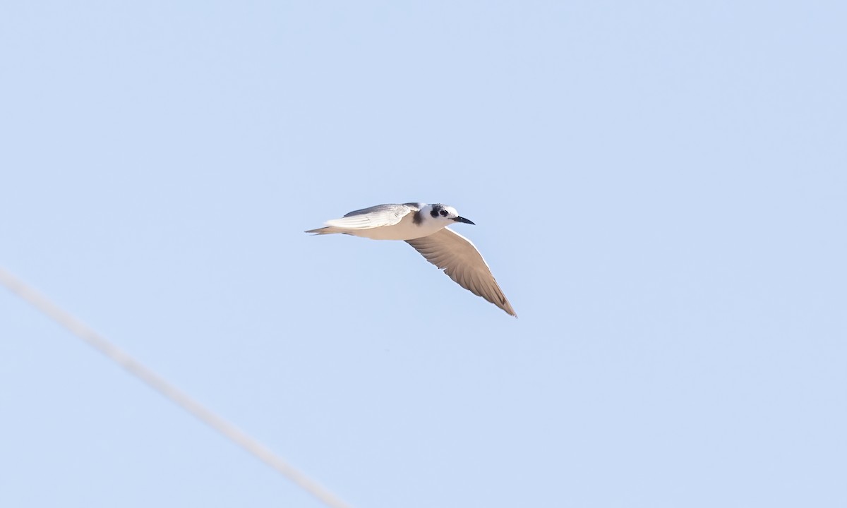 Black Tern - ML621302791