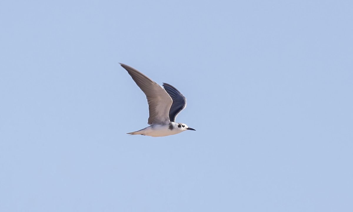 Black Tern - ML621302792