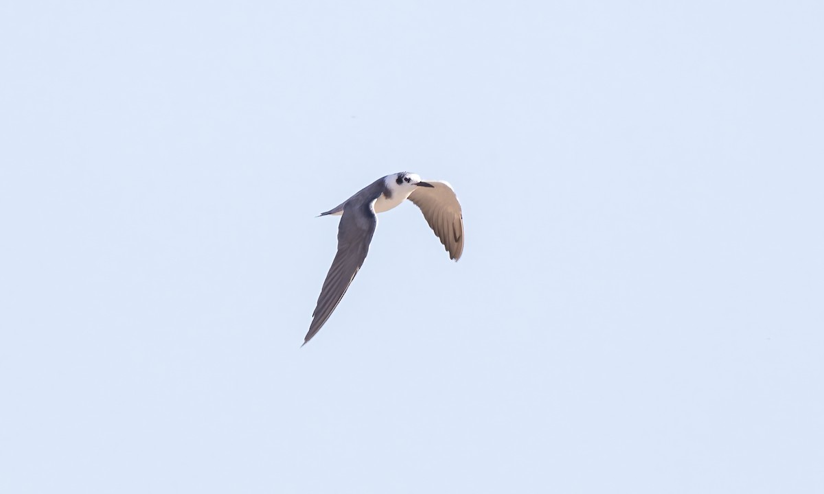 Black Tern - ML621302793