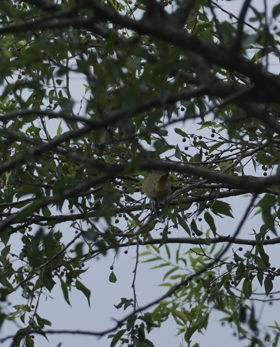 Yellow-green Vireo - ML621302820