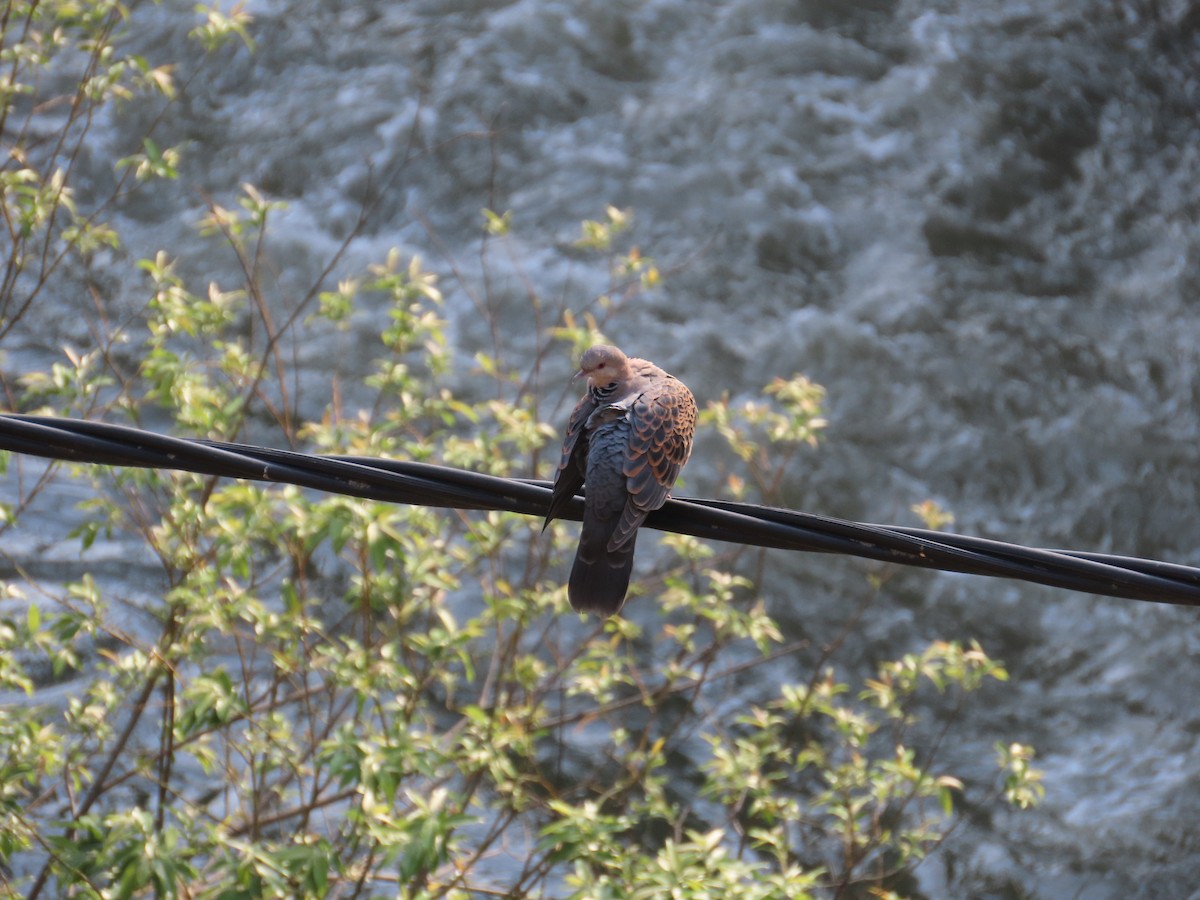 Oriental Turtle-Dove - ML621302824