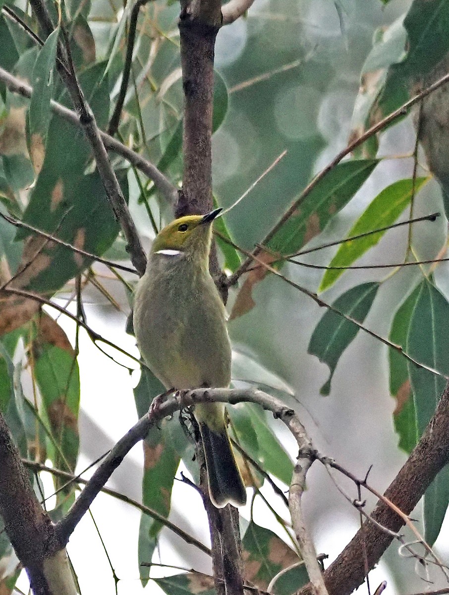 White-plumed Honeyeater - ML621302825