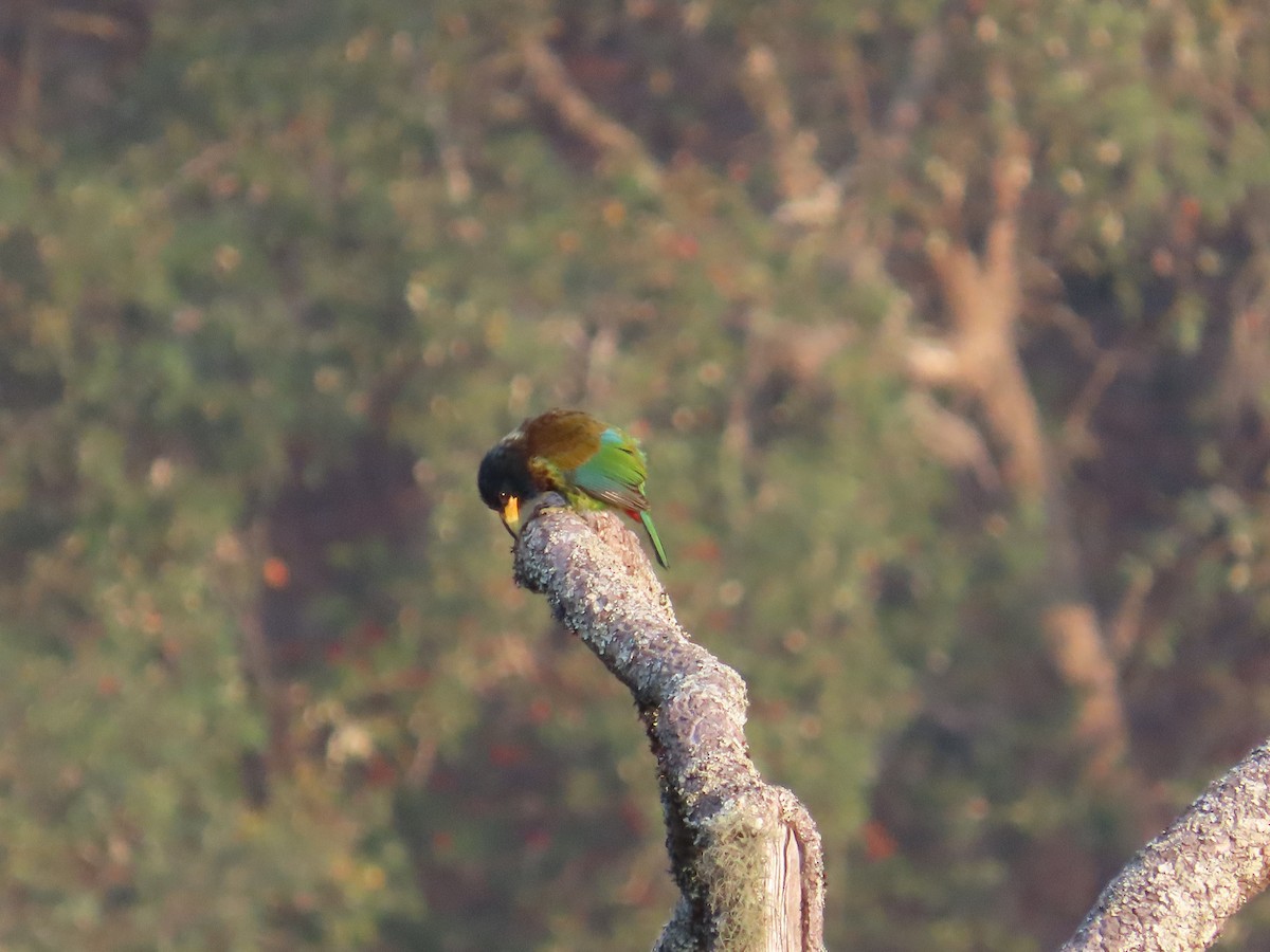 Great Barbet - ML621302834