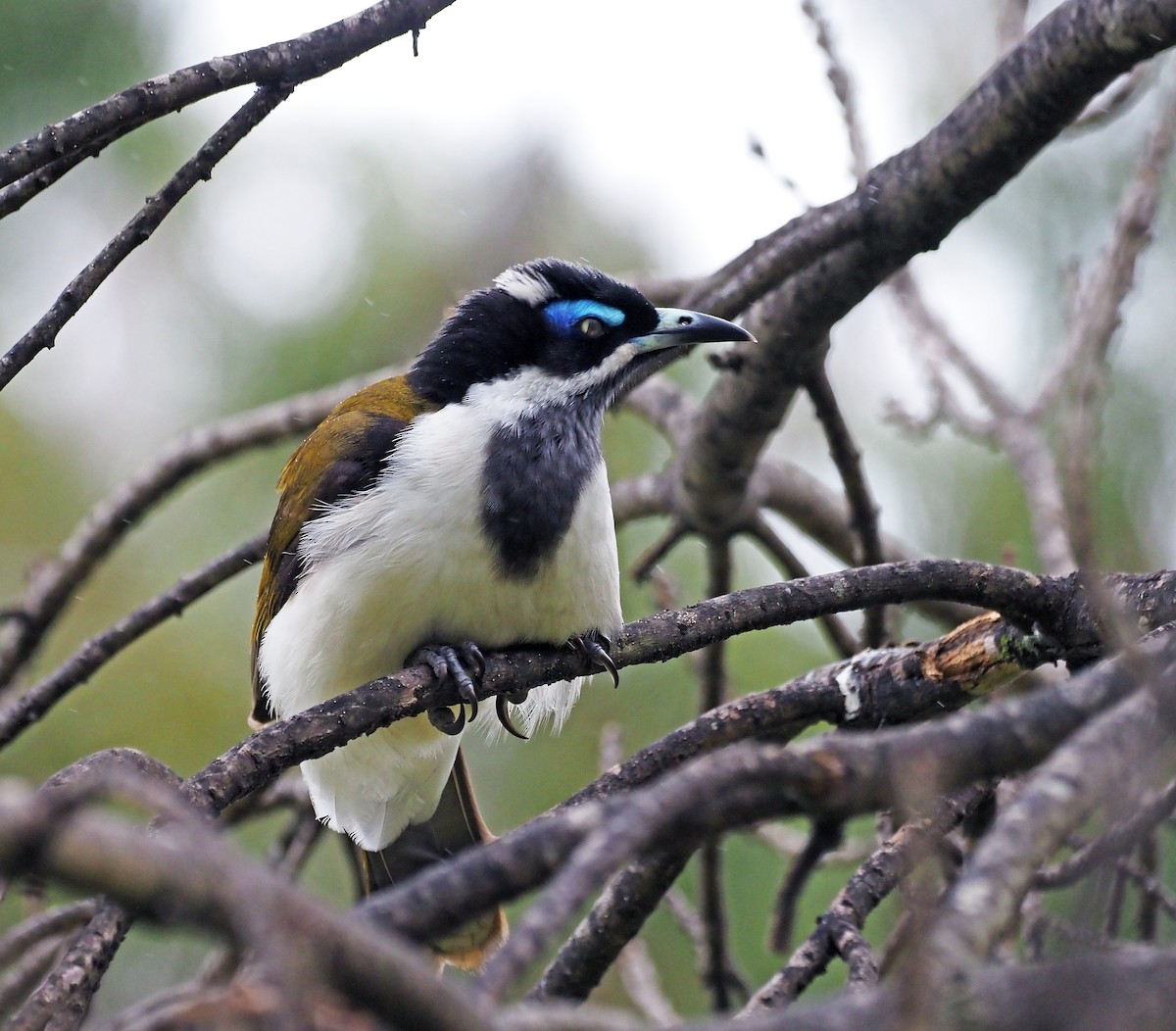 Blue-faced Honeyeater - ML621302836