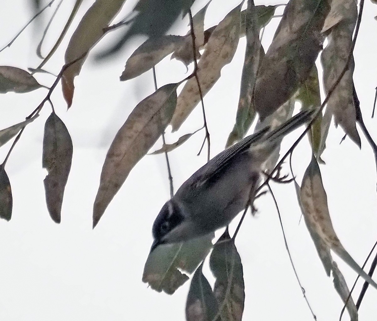 Brown-headed Honeyeater - ML621302844