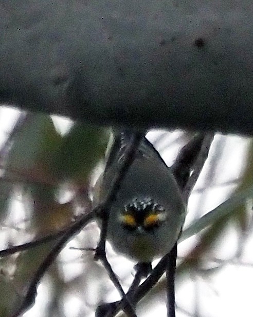 Striated Pardalote - ML621302847