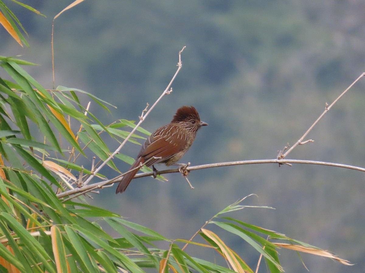 Striated Laughingthrush - ML621302850