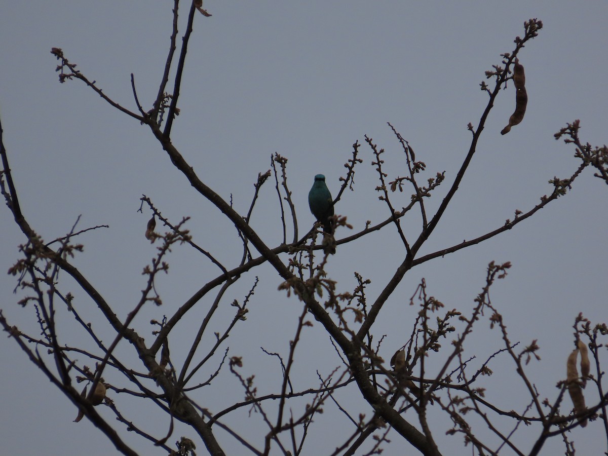 Verditer Flycatcher - ML621302851