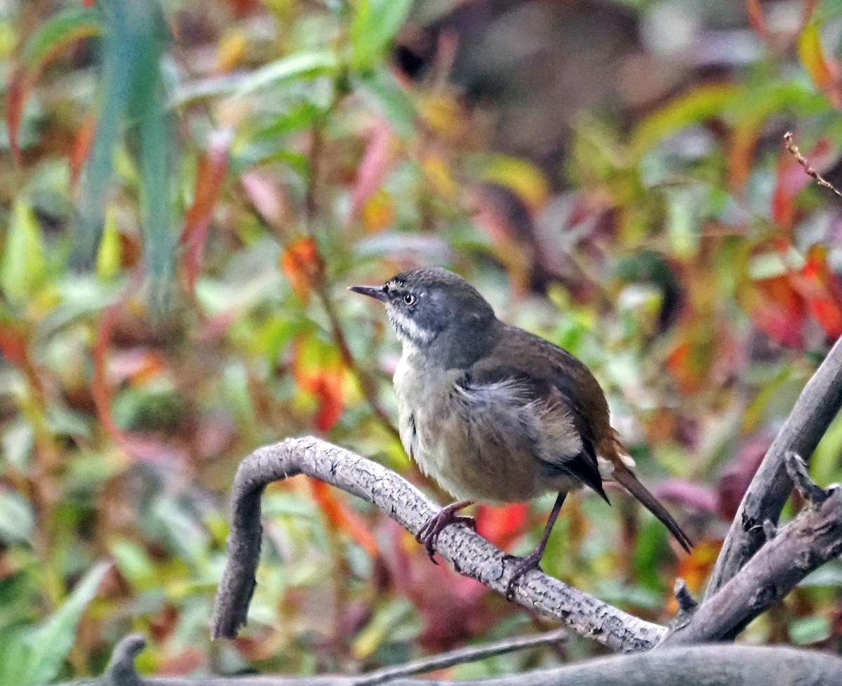 White-browed Scrubwren - ML621302861