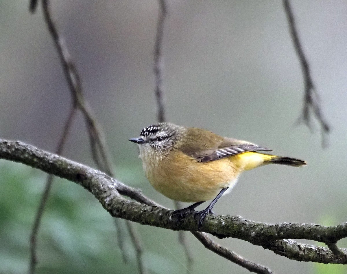 Yellow-rumped Thornbill - ML621302880