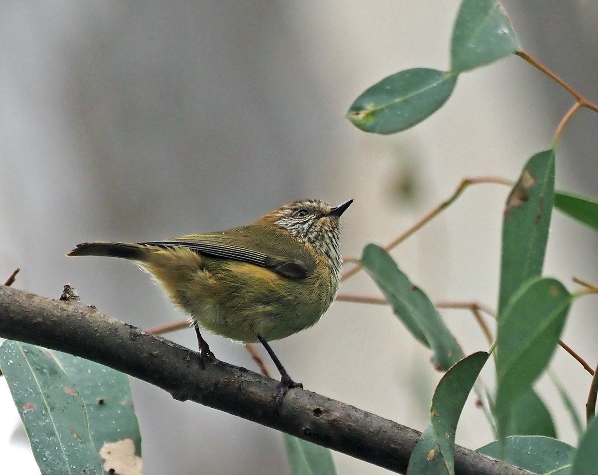 Striated Thornbill - ML621302889