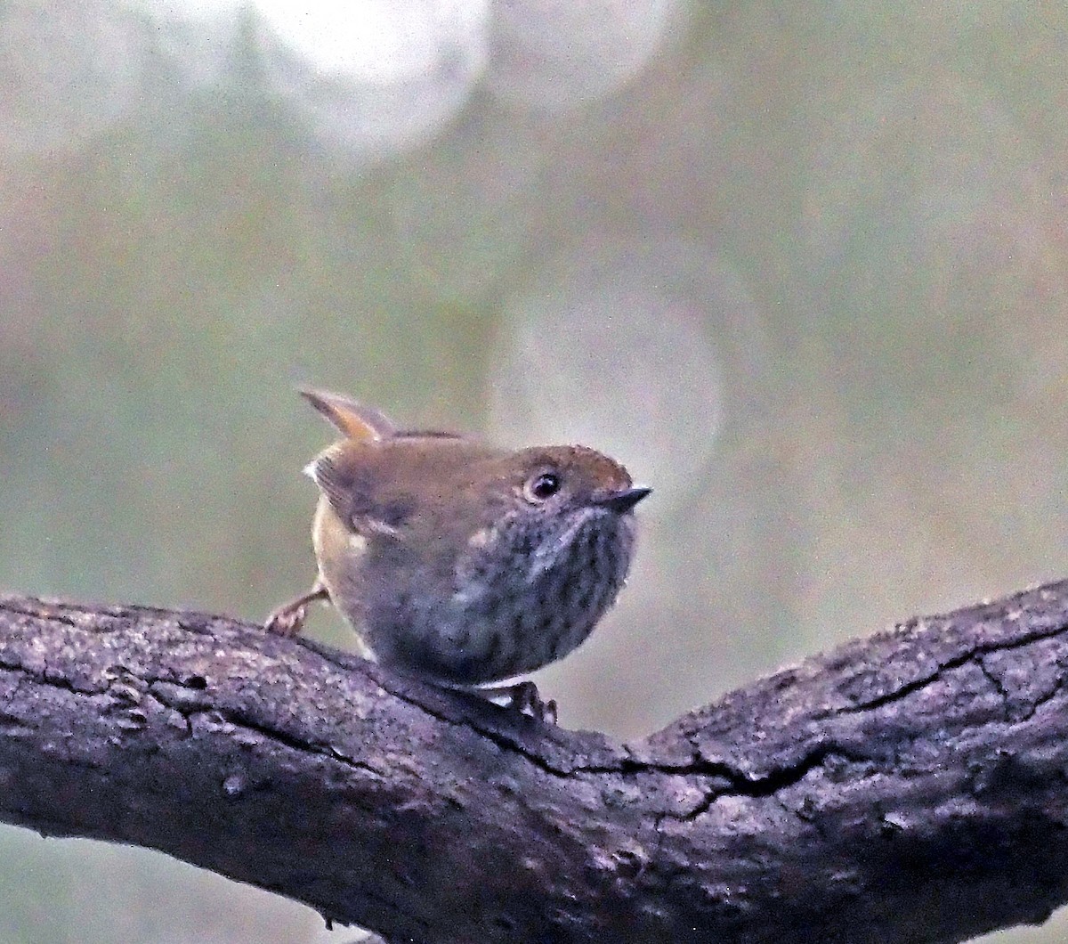 Brown Thornbill - ML621302890