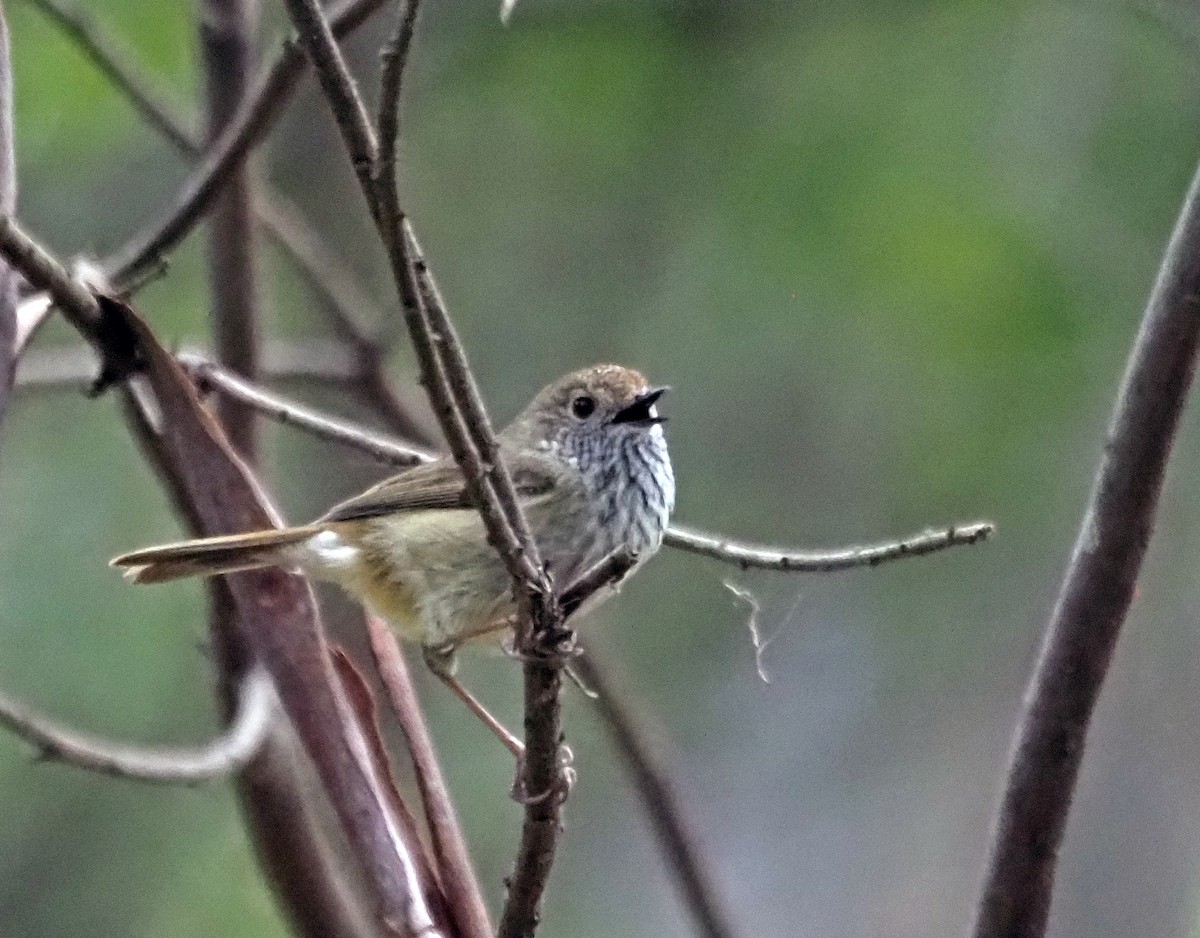 Brown Thornbill - ML621302891