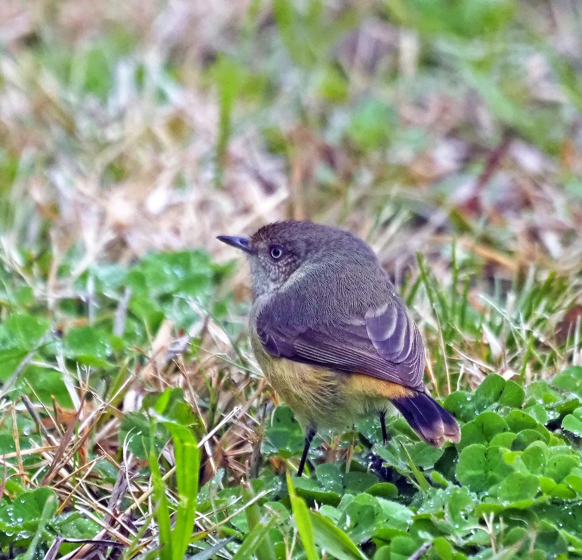 Buff-rumped Thornbill - ML621302902