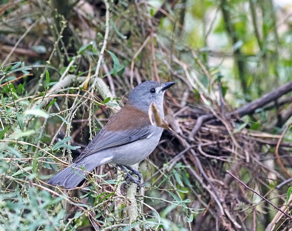 Gray Shrikethrush - ML621302905