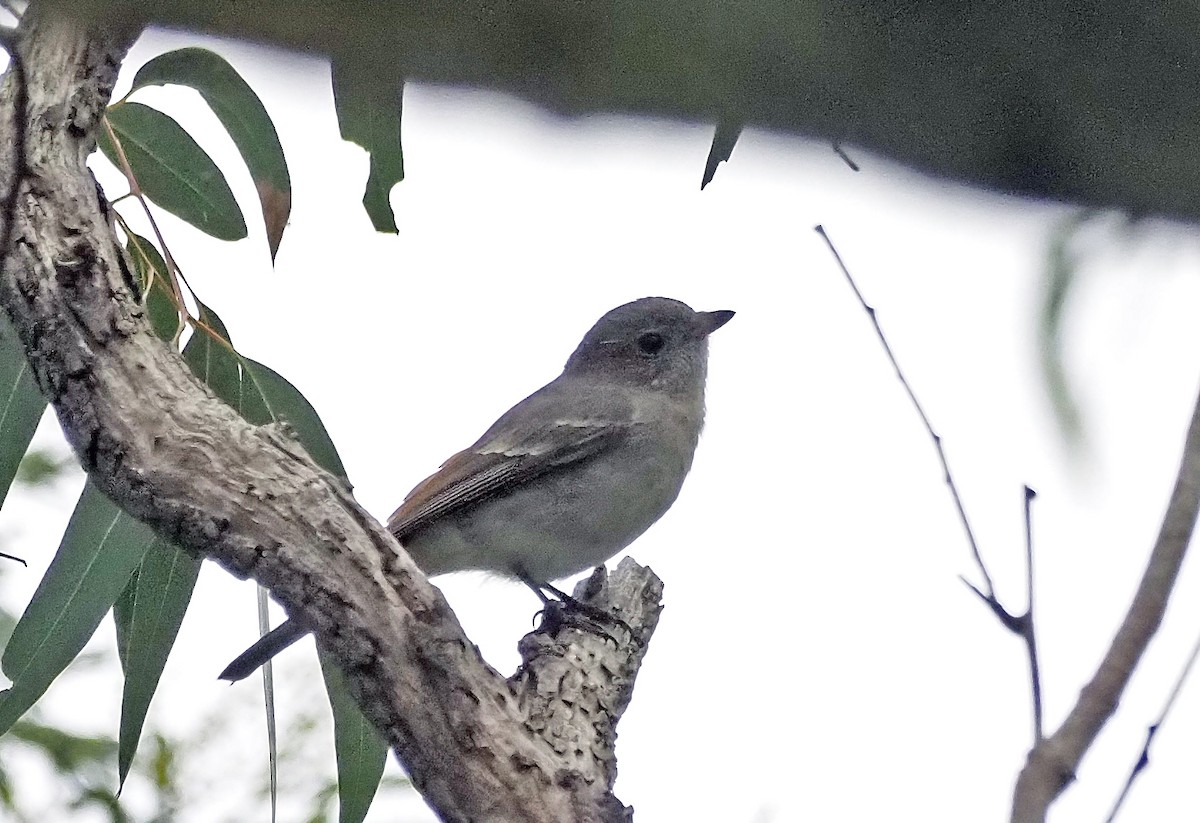 Golden Whistler - ML621302918