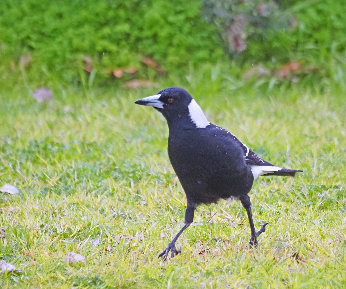 Australian Magpie - ML621302925