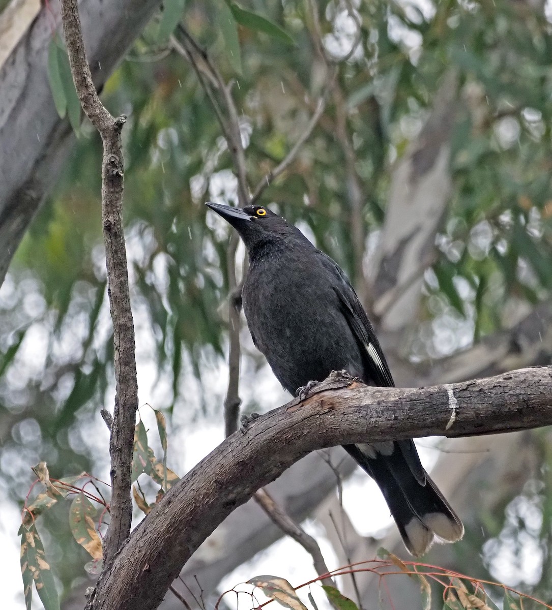 Pied Currawong - ML621302928