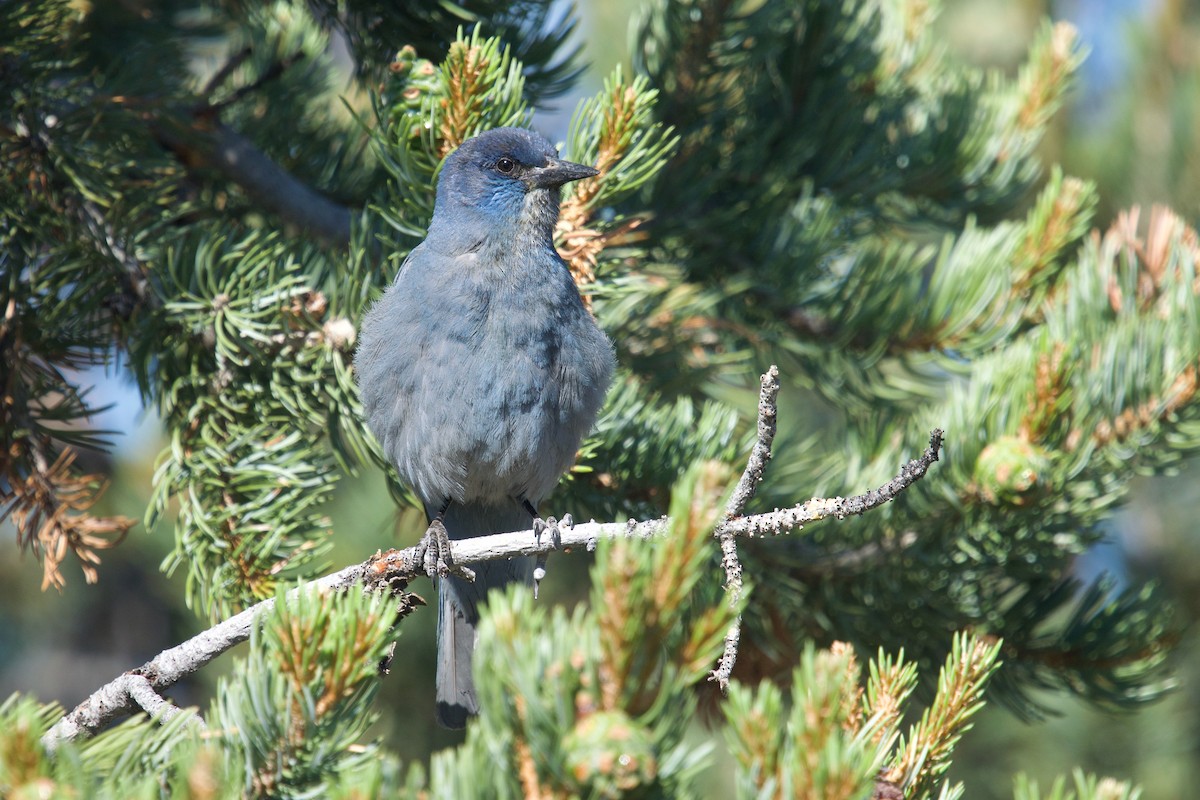 Pinyon Jay - ML621302930