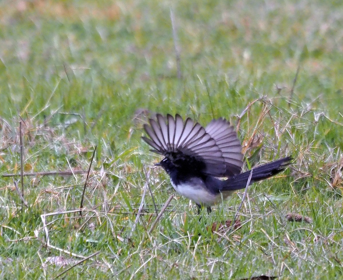 Willie-wagtail - ML621302931