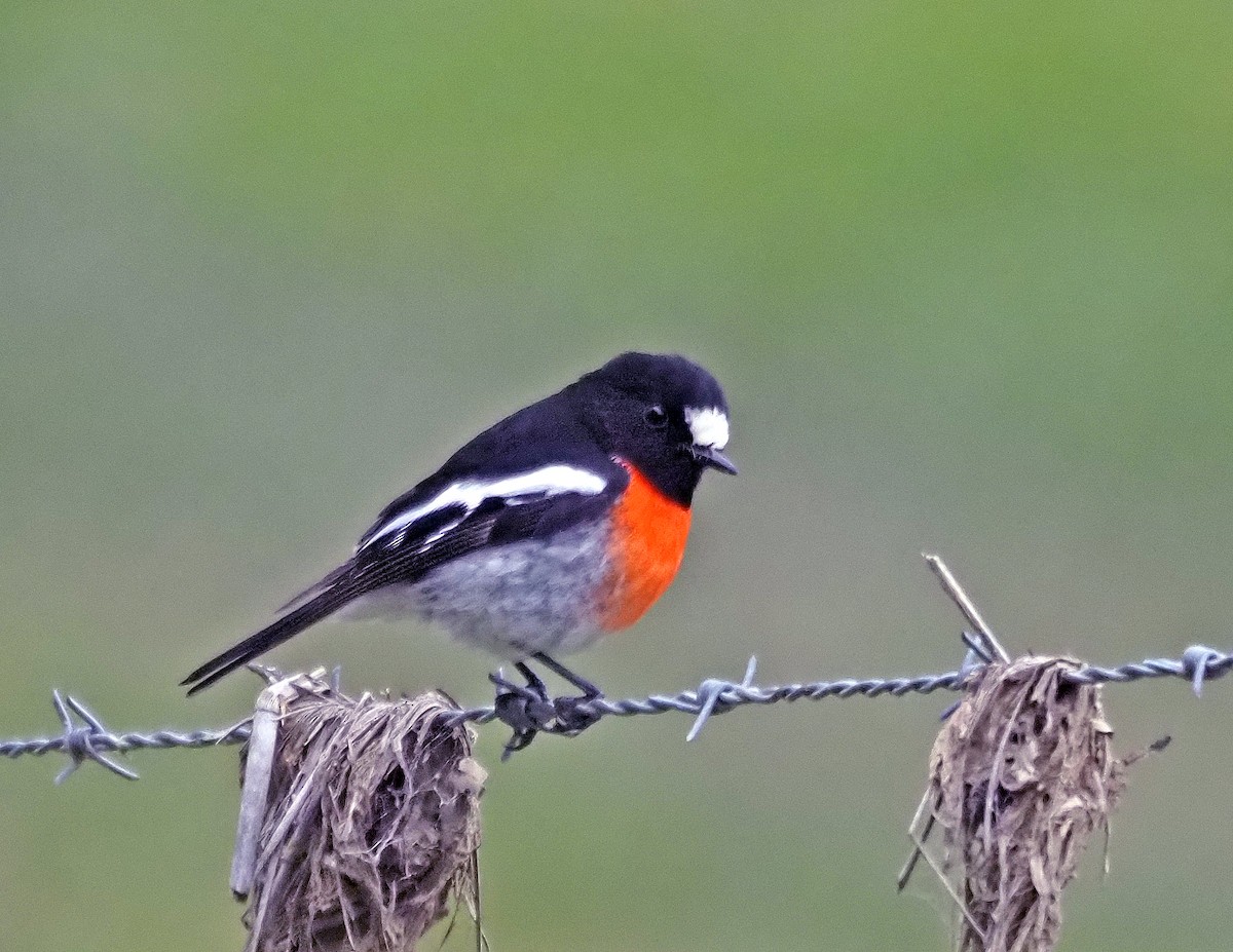 Scarlet Robin - ML621302957