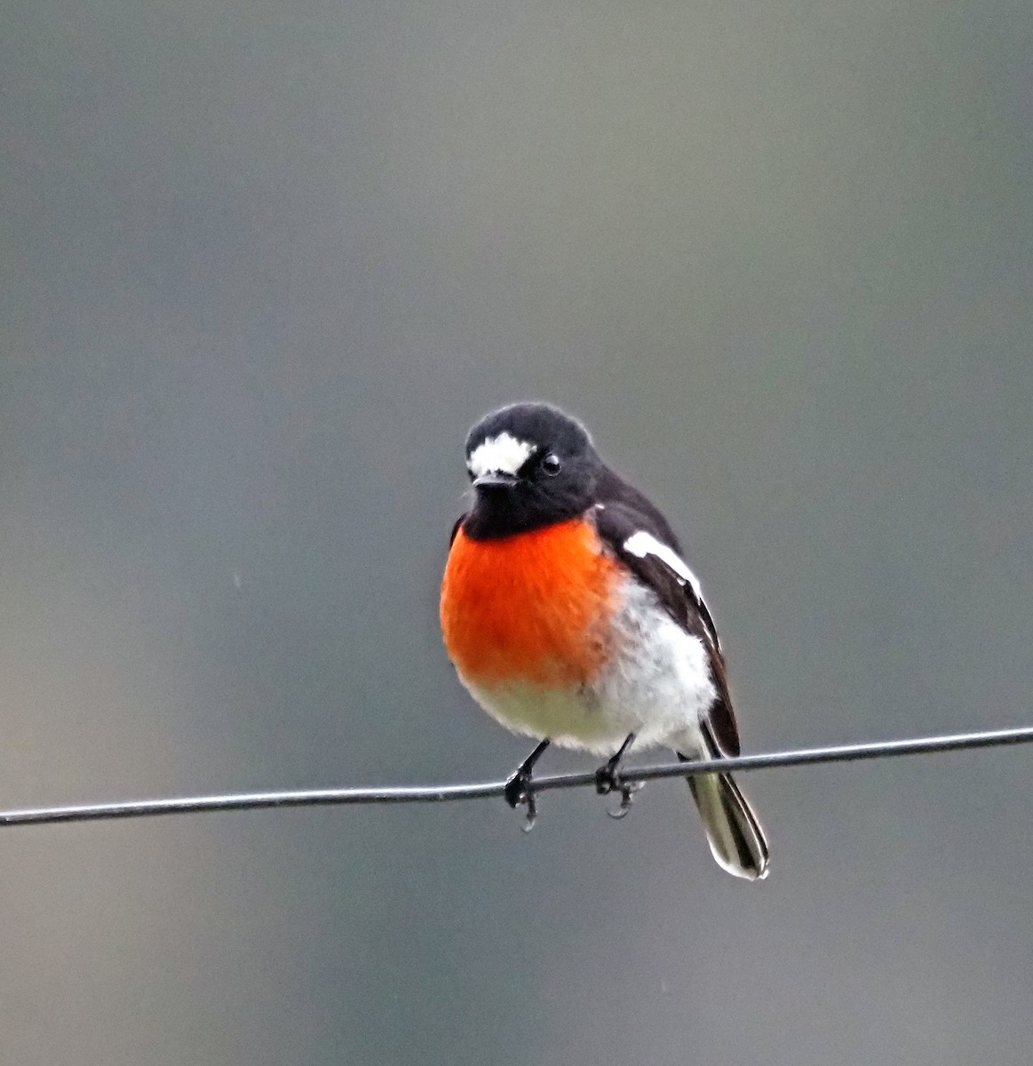 Scarlet Robin - Steve Law