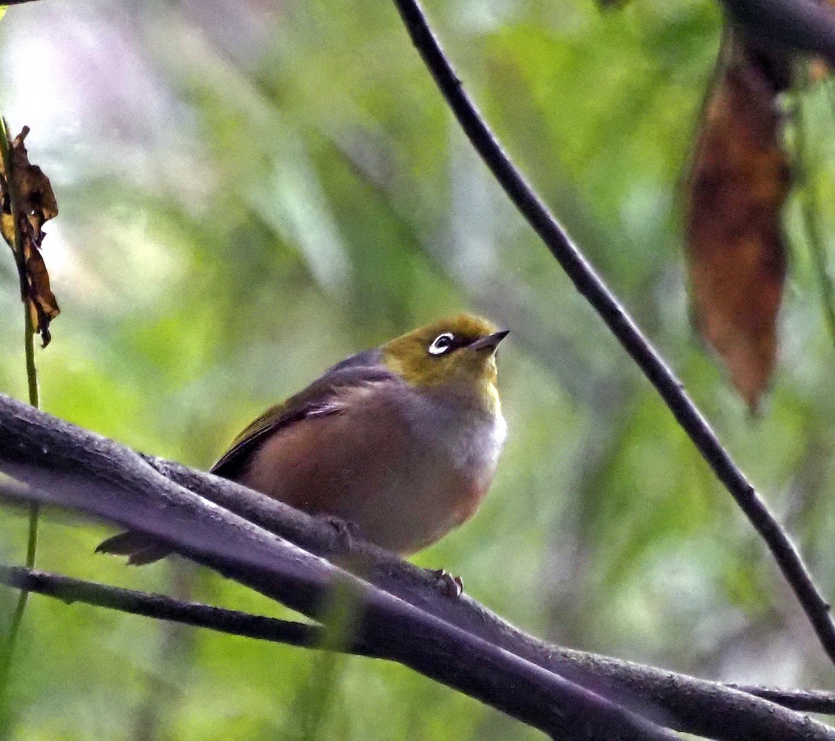 Silvereye - ML621302981