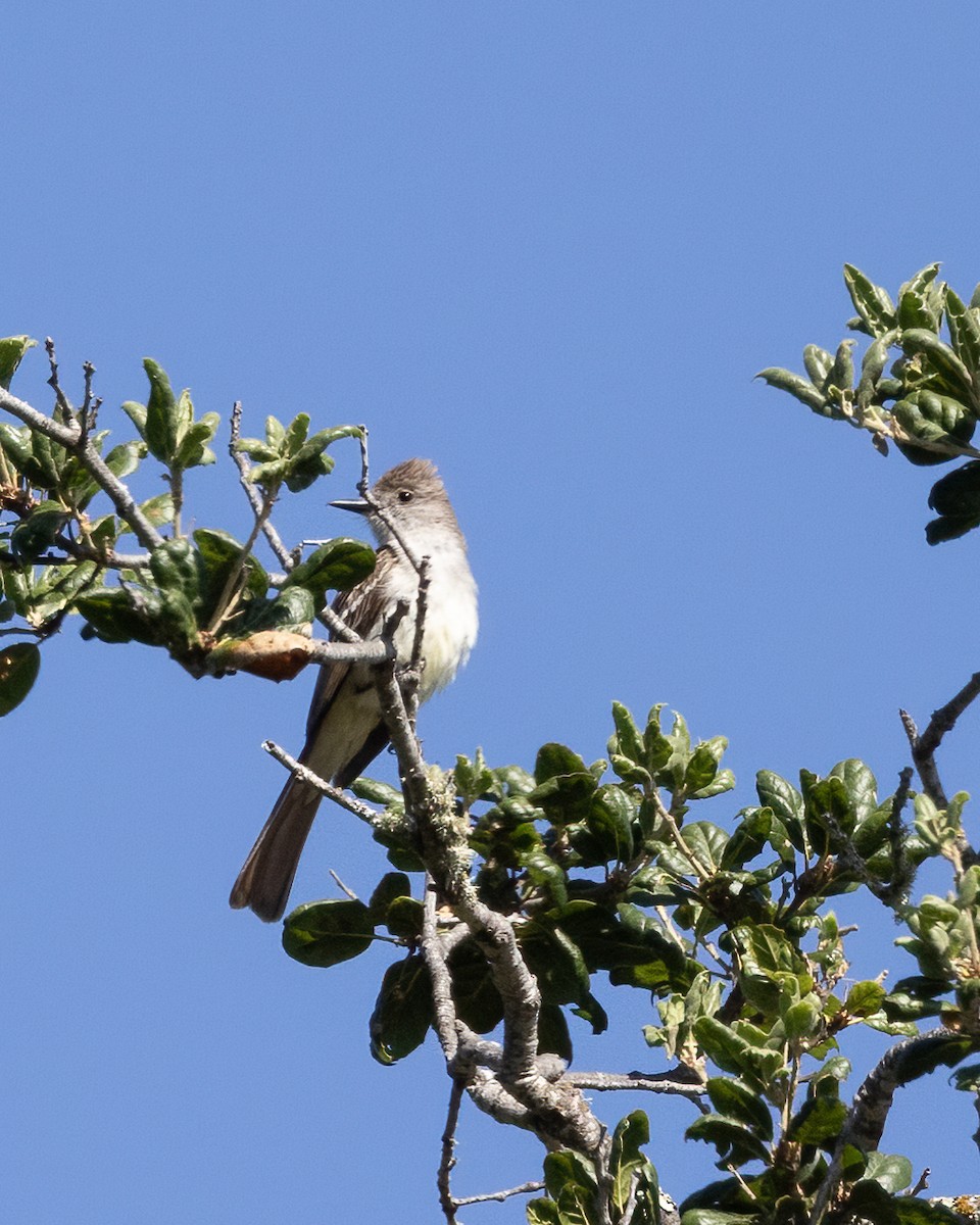 Ash-throated Flycatcher - ML621302982