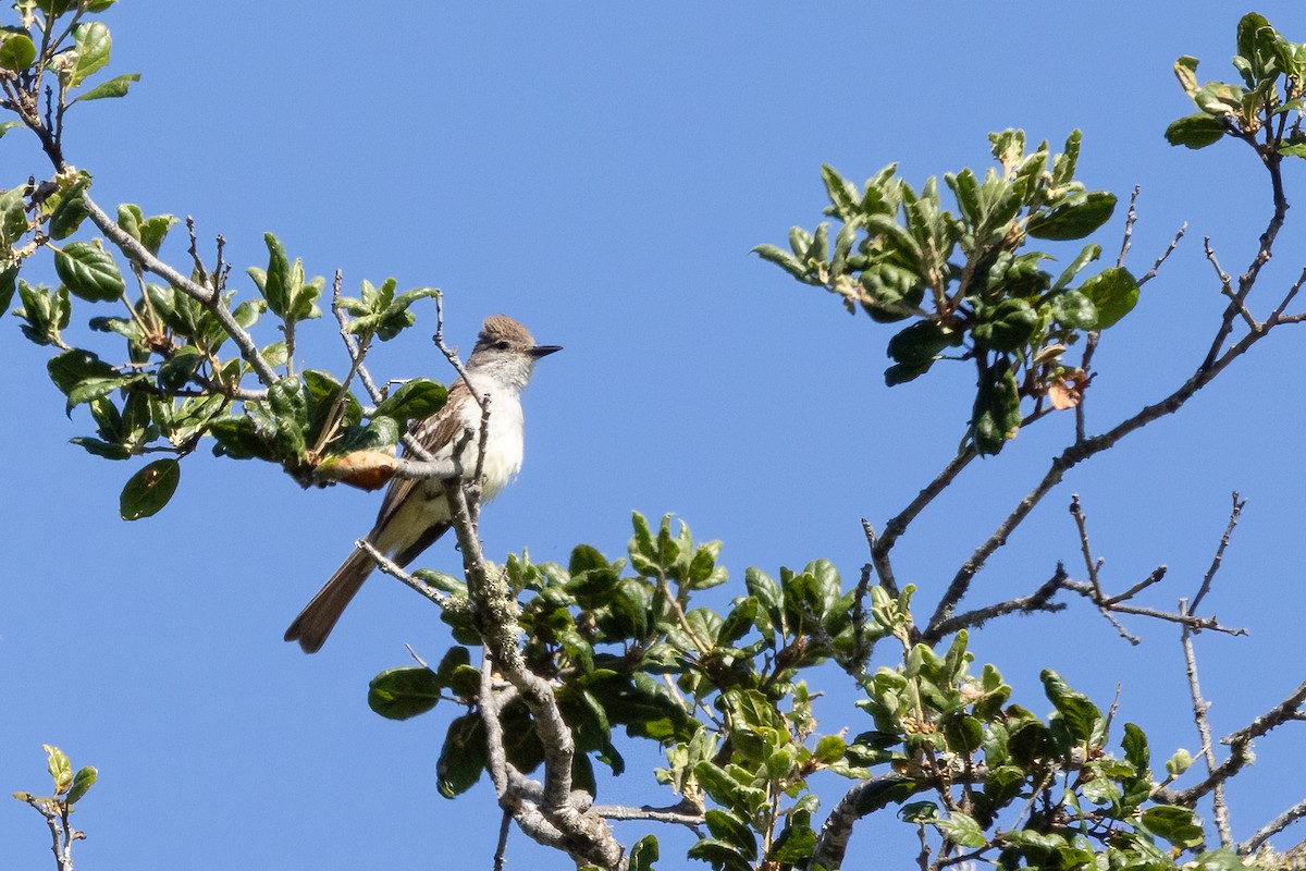 Ash-throated Flycatcher - ML621302983