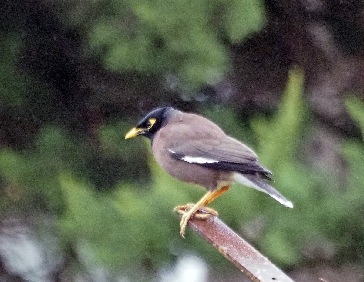 Common Myna - ML621302987