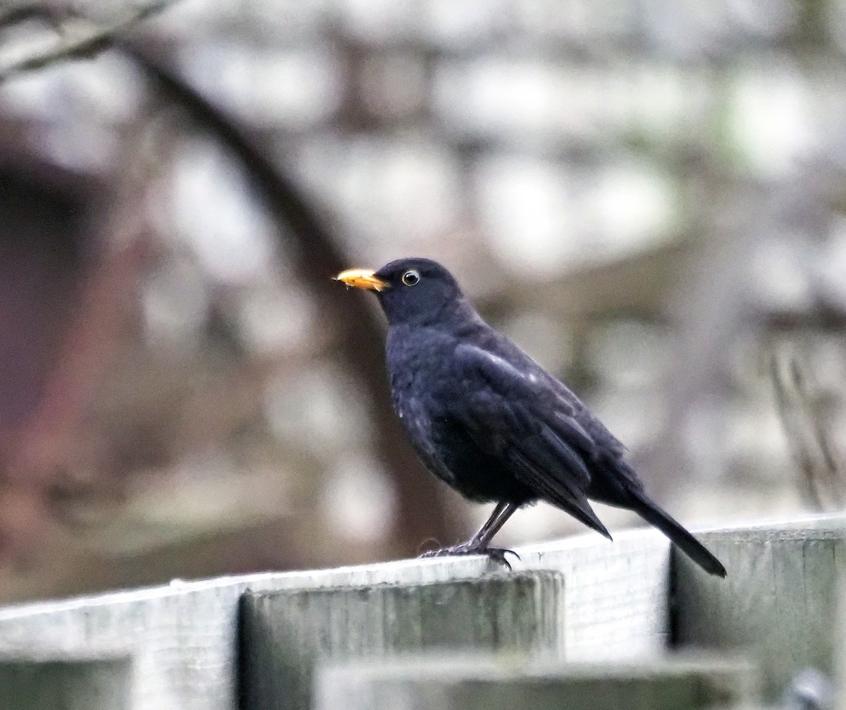 Eurasian Blackbird - ML621302989