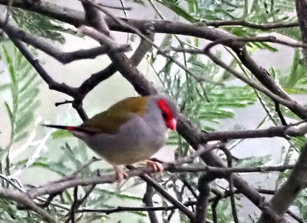 Red-browed Firetail - ML621302994