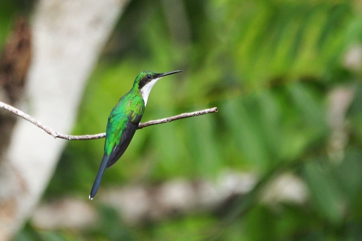 Black-eared Fairy - ML621303026